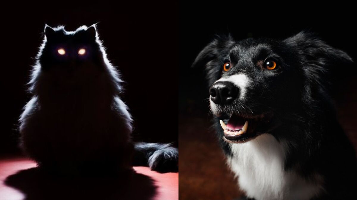 Les chiens et les chats voient-ils dans l'obscurité, et qu'en est-il des couleurs ? Voici la réponse