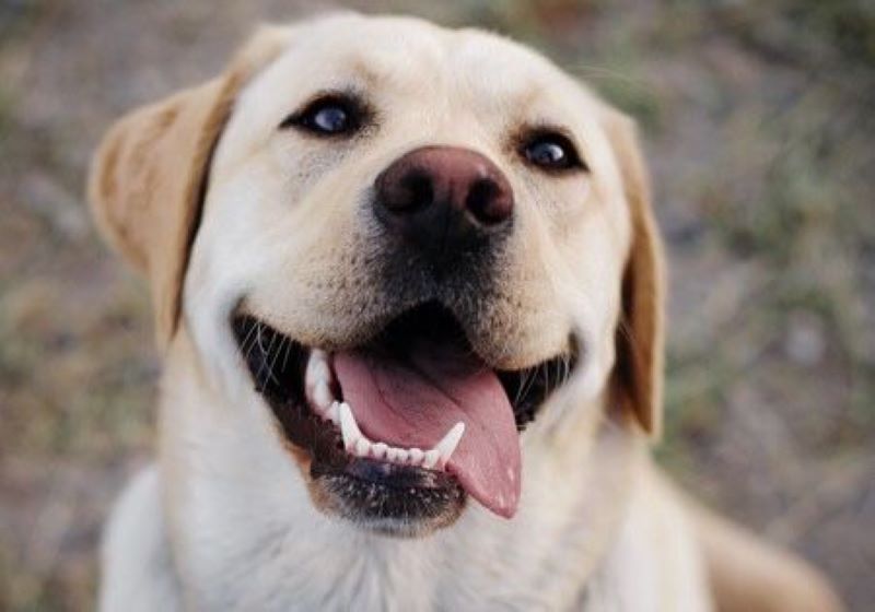 Les chiens rient-ils réellement ? Vous allez être surpris par la réponse des experts