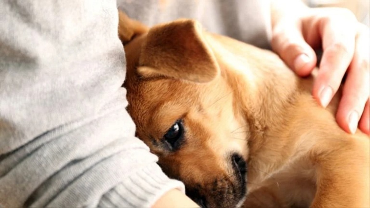 Les experts avertissent que vous devez arrêter de câliner les chiens, voici la raison !