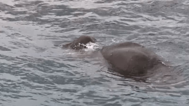 Les marines sautent par-dessus bord lorsqu'ils voient ce qu'il y a dans l'eau