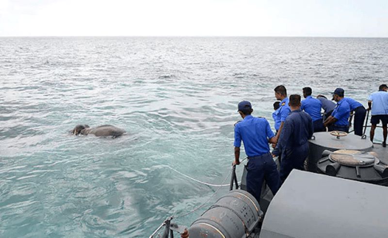 Les marines sautent par-dessus bord lorsqu'ils voient ce qu'il y a dans l'eau