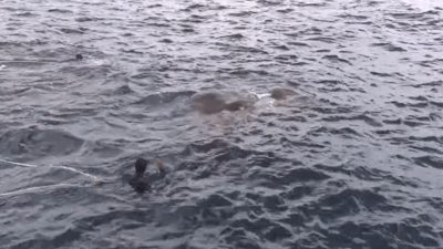 Les marines sautent par-dessus bord lorsqu'ils voient ce qu'il y a dans l'eau