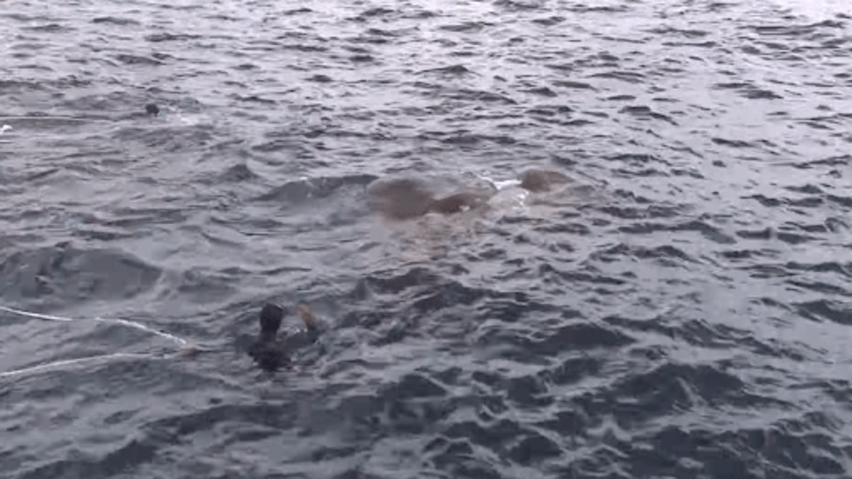 Les marines sautent par-dessus bord lorsqu'ils voient ce qu'il y a dans l'eau