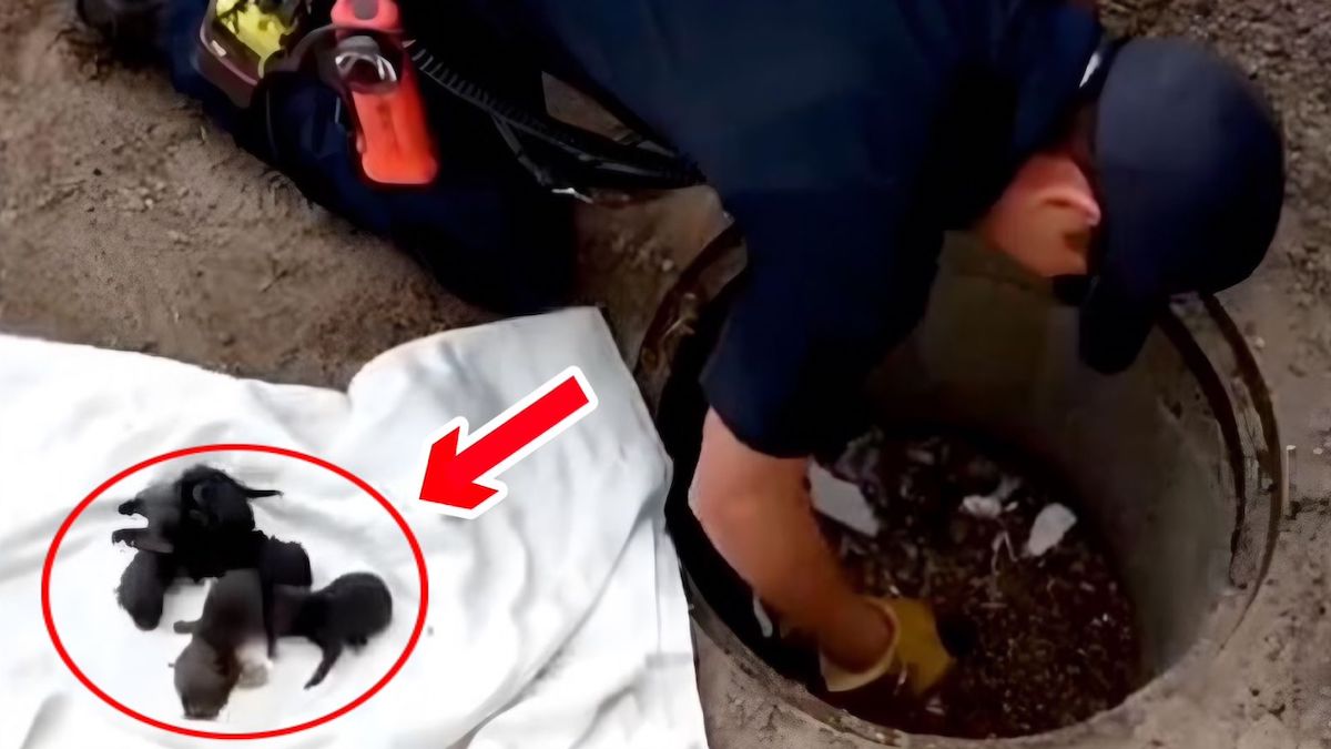 Les pompiers pensent sauver 8 chiots dans un égout et comprennent leur grave erreur