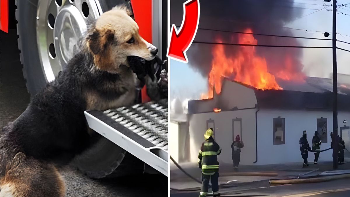 Les pompiers voient un chien sortir de la maison en flammes avec quelque chose dans la gueule !