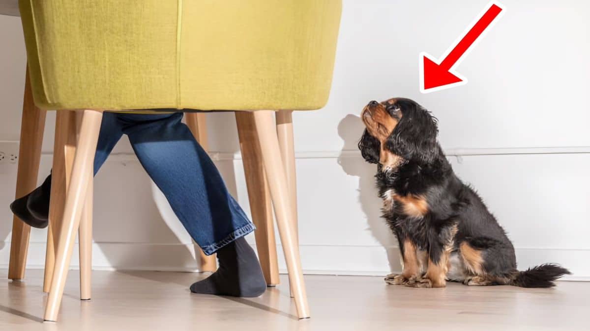 Les raisons méconnues pour lesquelles votre chien vous suit partout dans la maison