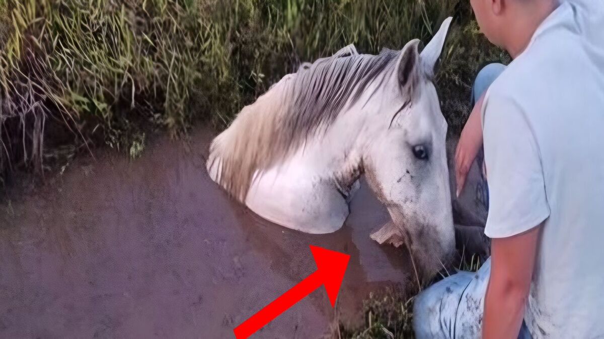 L'étonnant sauvetage d'un cheval dont seule la tête dépassait de la boue
