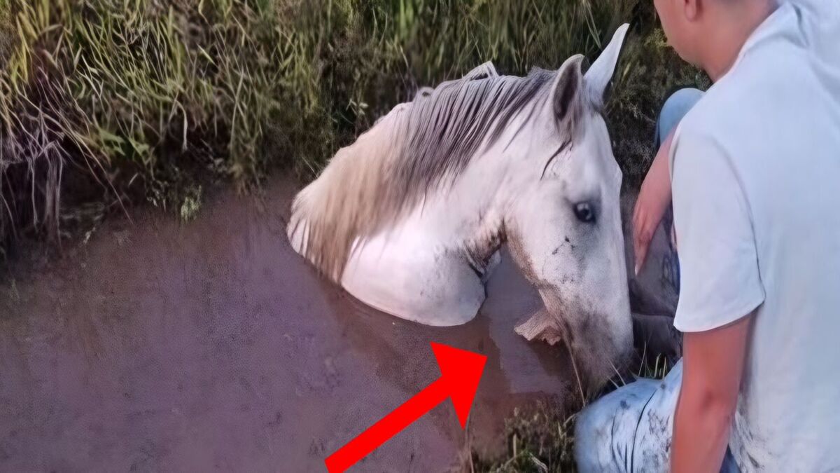 L'étonnant sauvetage d'un cheval dont seule la tête dépassait de la boue