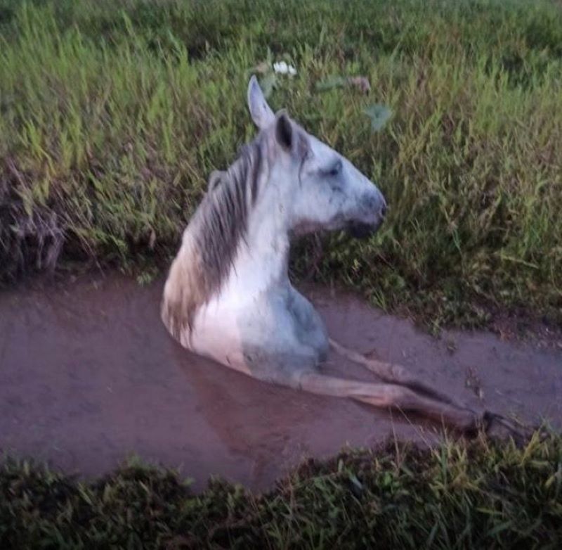 Ce cheval englué dans la boue est sauvé par des pompiers