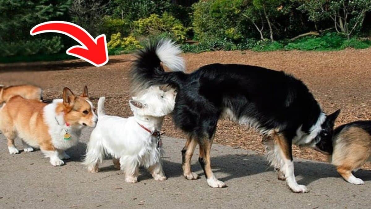 Chiens : l'incroyable raison pour laquelle ils se sentent l'anus quand ils se rencontrent