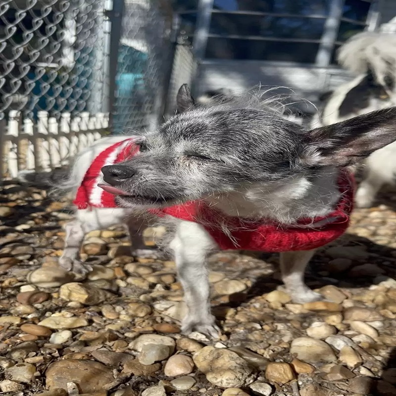 Ce chien adopté est rendu au refuge 4 mois après pour une raison inimaginable 
