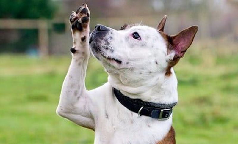 Voici pourquoi il est important de savoir si un chien est gaucher ou droitier