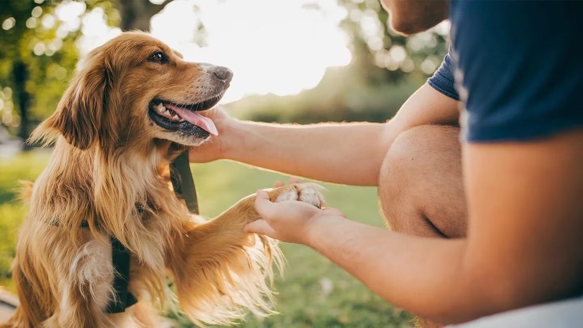 Voici pourquoi il est important de savoir si un chien est gaucher ou droitier