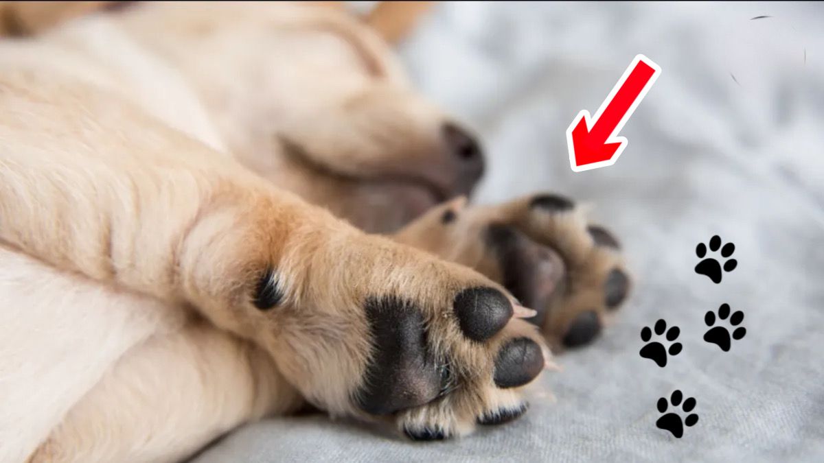 Pourquoi est-il si important de nettoyer les pattes de votre chien ? Voici la meilleur façon