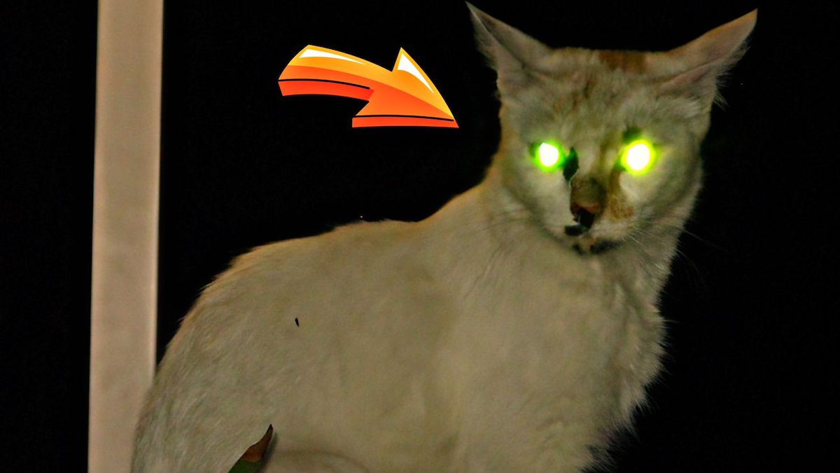 Pourquoi les yeux des chats brillent-ils dans le noir ?