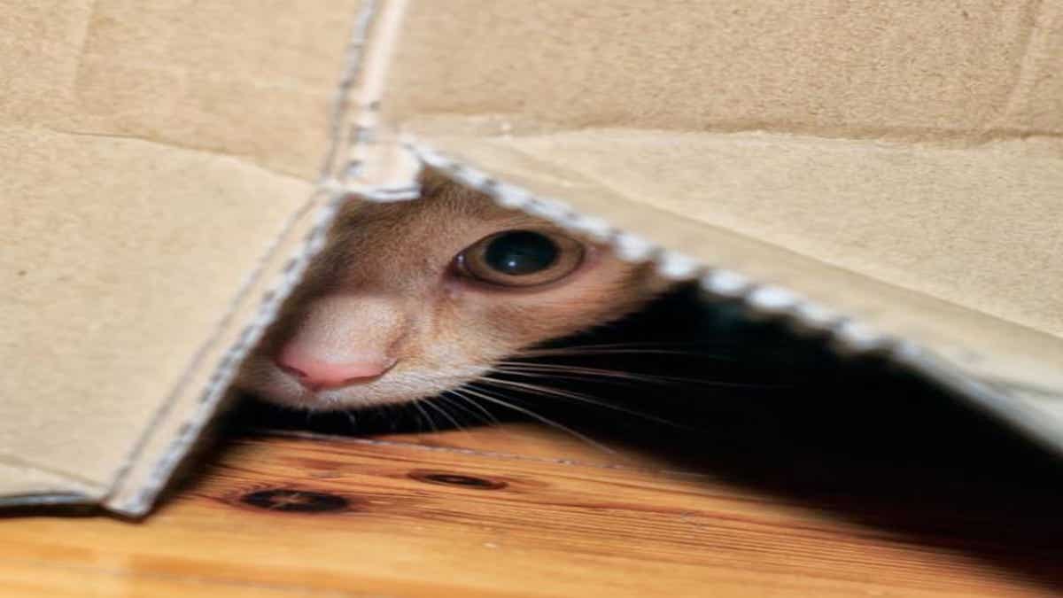 Pourquoi mon chat se cachetil ? Découvrez les raisons