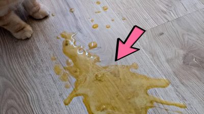 Pourquoi votre chat vomit-il jaune ? Voici tout ce qu'il faut savoir