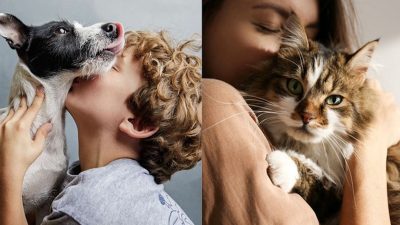 Un chien vit moins longtemps qu'un chat, la réponse des experts