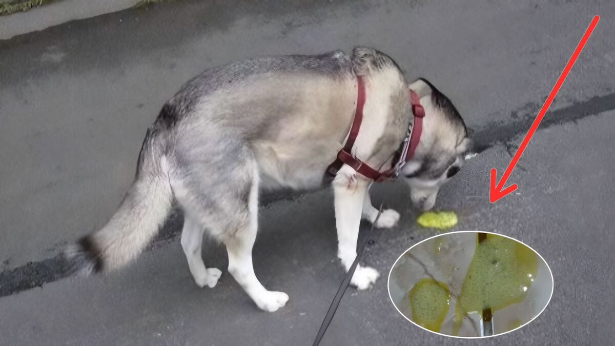 Pourquoi votre chien vomit-il jaune ? Découvrez les causes possibles
