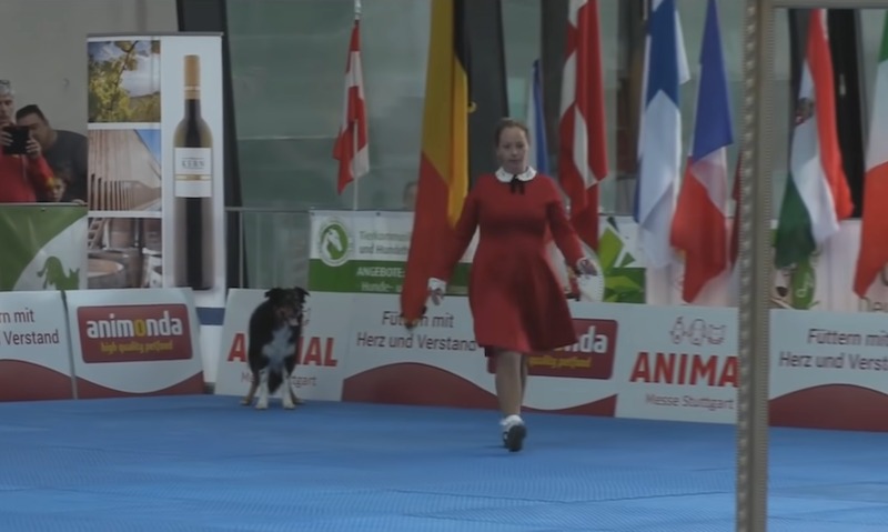 Son chien impressionne les spectateurs au championnat du monde, ils volent la vedette