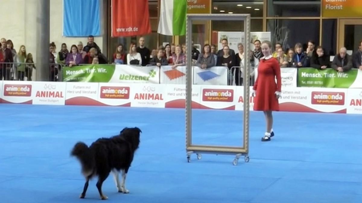 Son chien impressionne les spectateurs au championnat du monde, ils volent la vedette