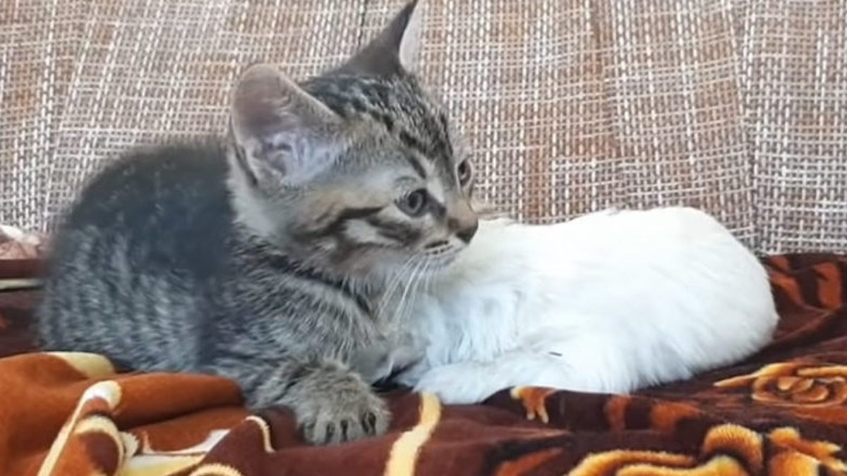 Un adorable chaton étreint un chiot trouvé dans des ordures et ne le quitte plus !