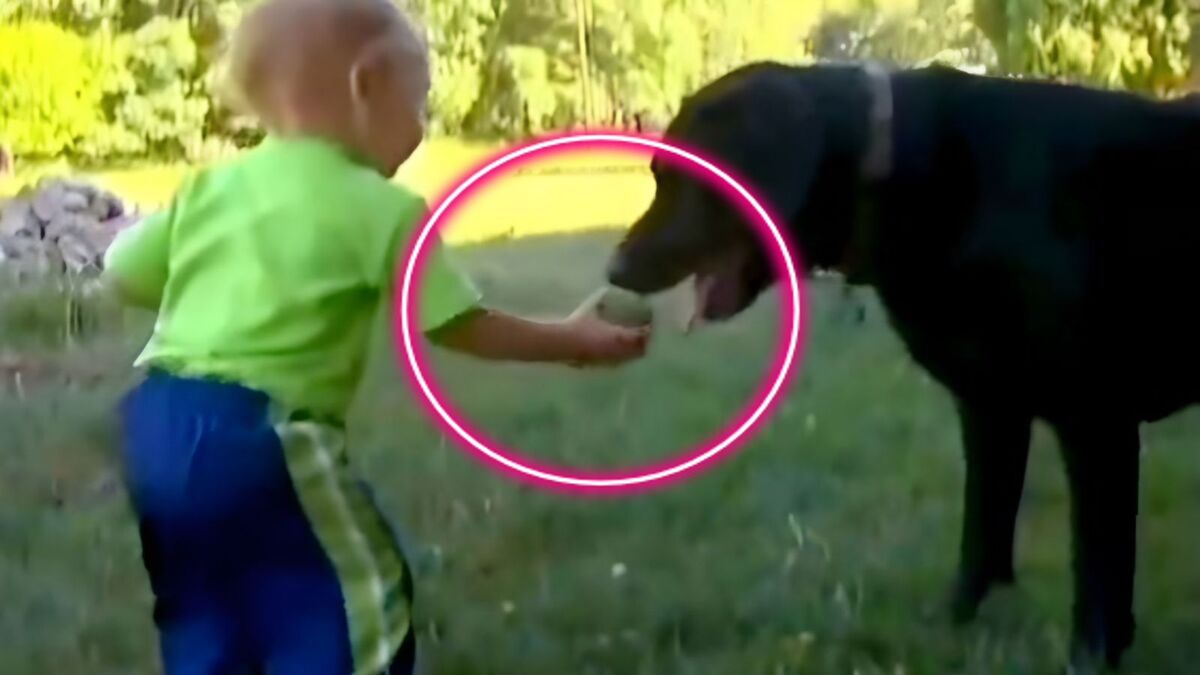 Un bébé disparaît du jardin où il jouait, son chien va devenir son véritable héros