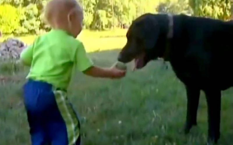 Un bébé disparaît du jardin où il jouait, son chien va devenir son véritable héros