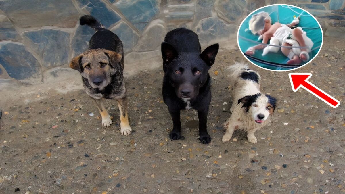 Un bébé se battait pour sa vie dans un égout, mais ces 3 chiens errants sont arrivés à temps