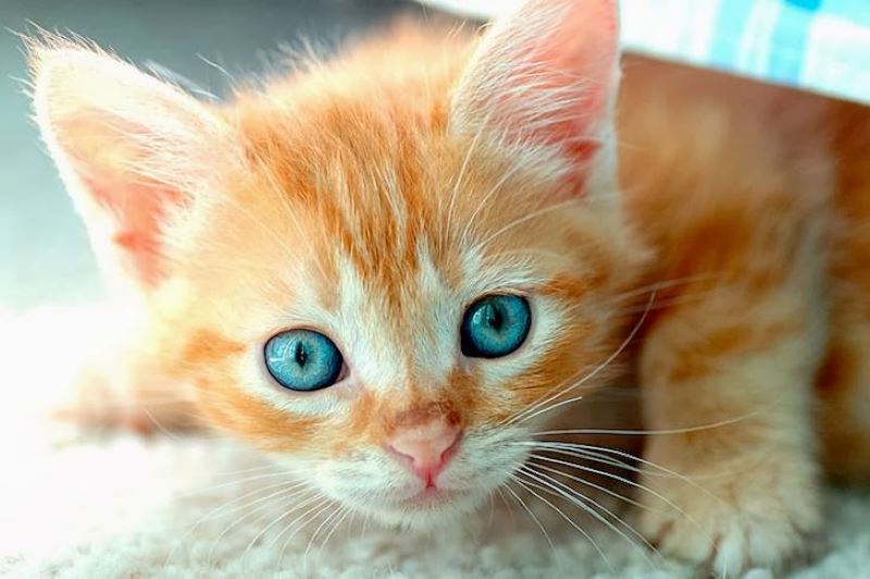 Un chat a voyagé sous sa voiture pendant plus de 10 kilomètres, une surprise inimaginable !