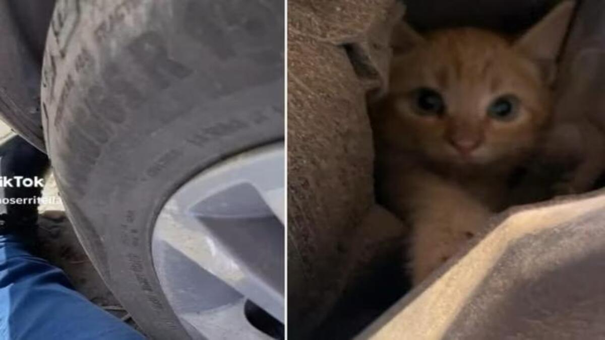 Un chat a voyagé sous sa voiture pendant plus de 10 kilomètres, une surprise inimaginable !