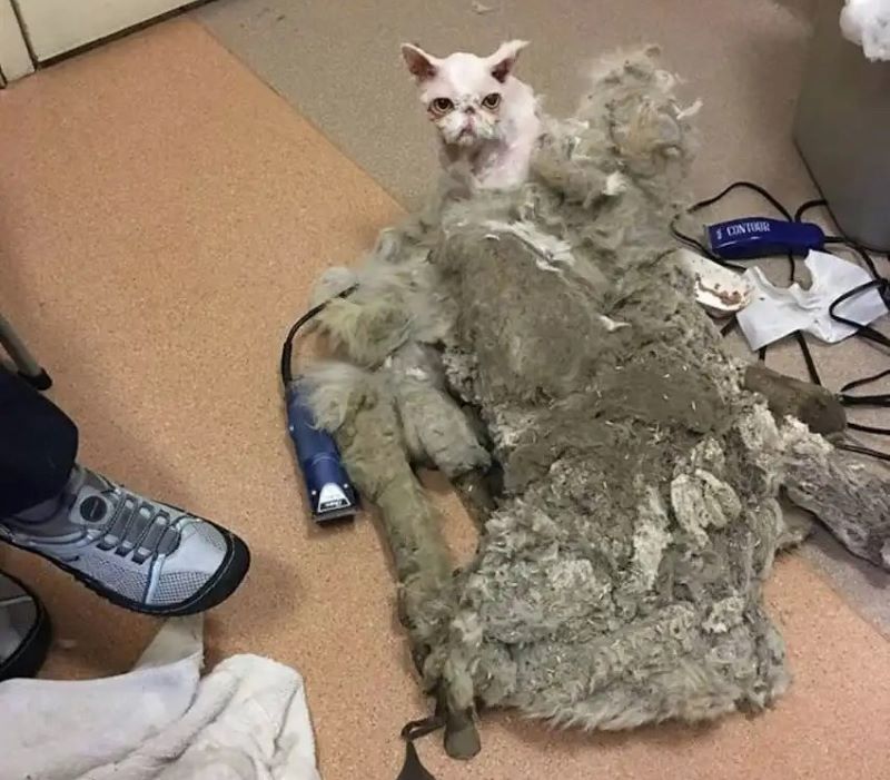 Un chat avec 2,5 kg de fourrure a reçu la transformation dont il avait besoin pour survivre