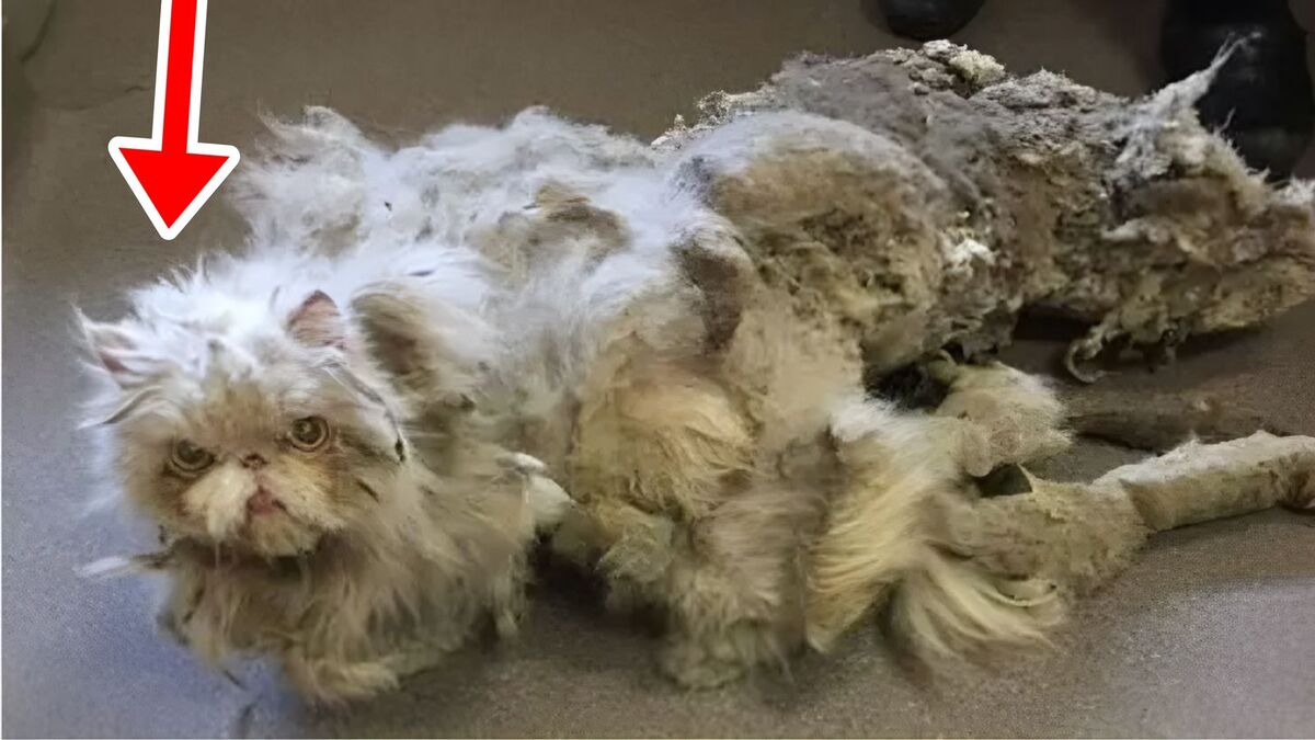 Un chat avec 2,5 kg de fourrure a reçu la transformation dont il avait besoin pour survivre