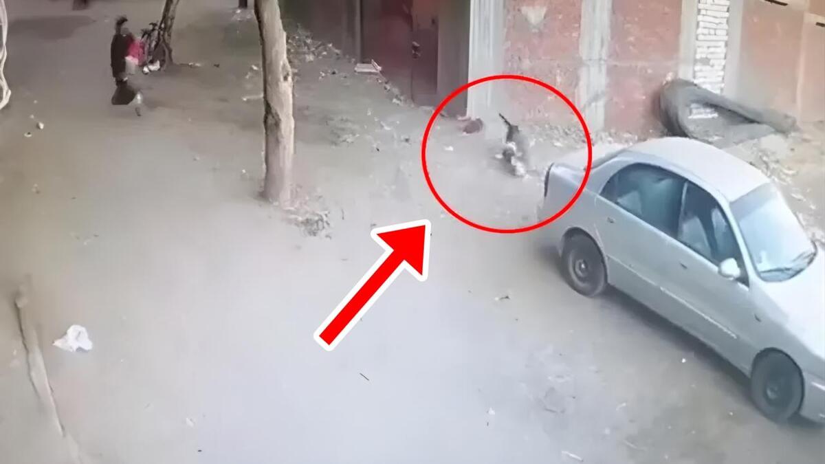 Un chat héroïque sauve un garçon de l'attaque d'un chien féroce
