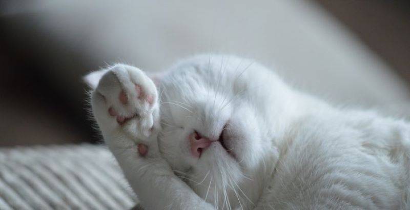 Un chat suscite l'étonnement en ayant un total de 28 doigts sur ses pattes