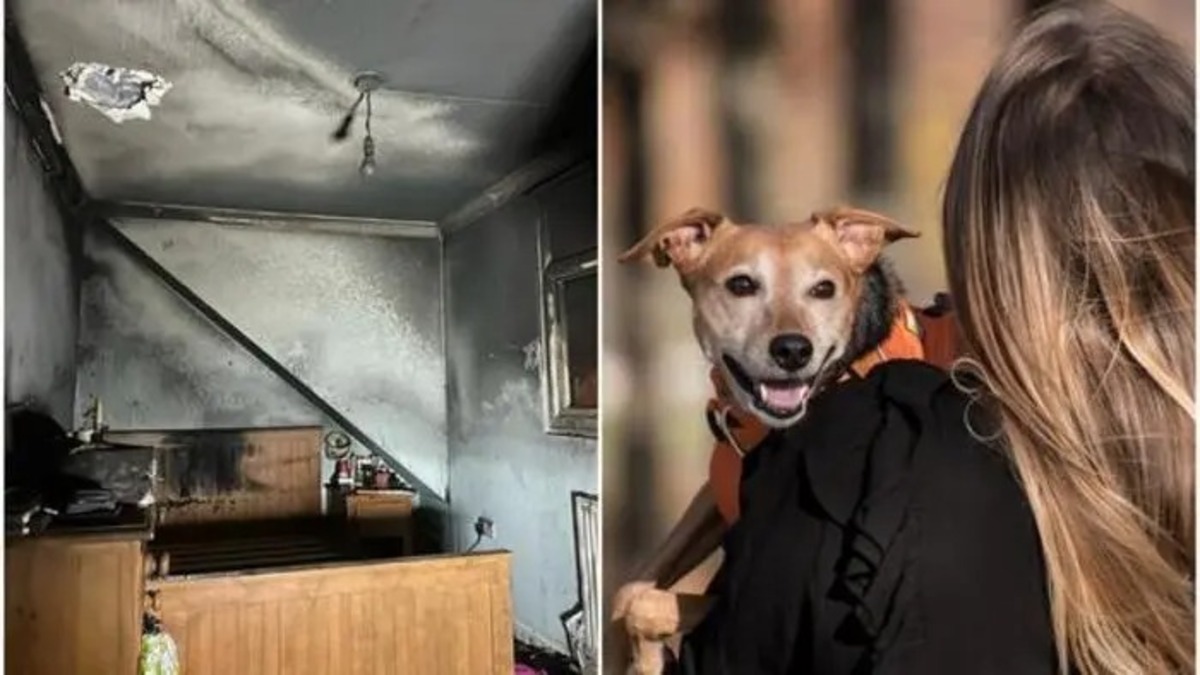 Un chien allume accidentellement un sèche-cheveux et provoque un incendie dans la maison de son propriétaire