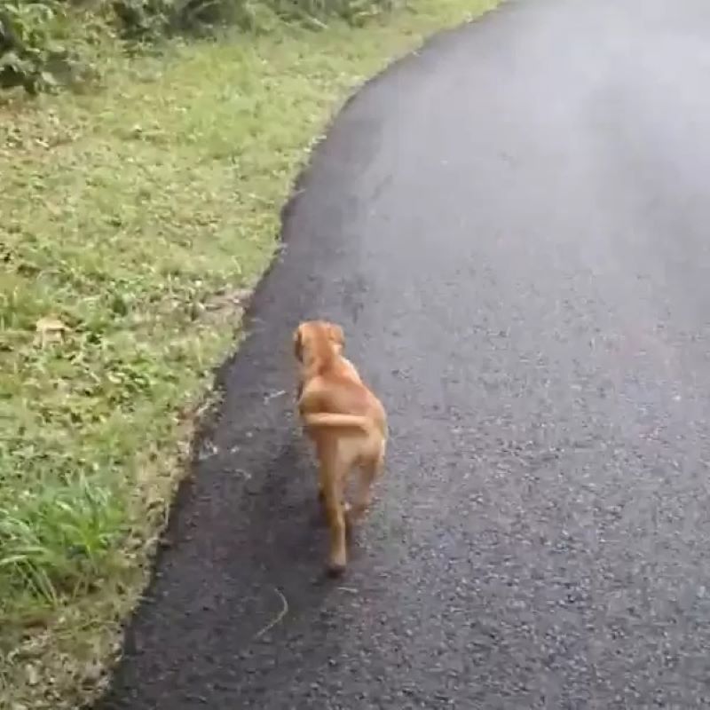 Un chien court vers une femme dans les bois et la supplie de la suivre pour une raison surprenante