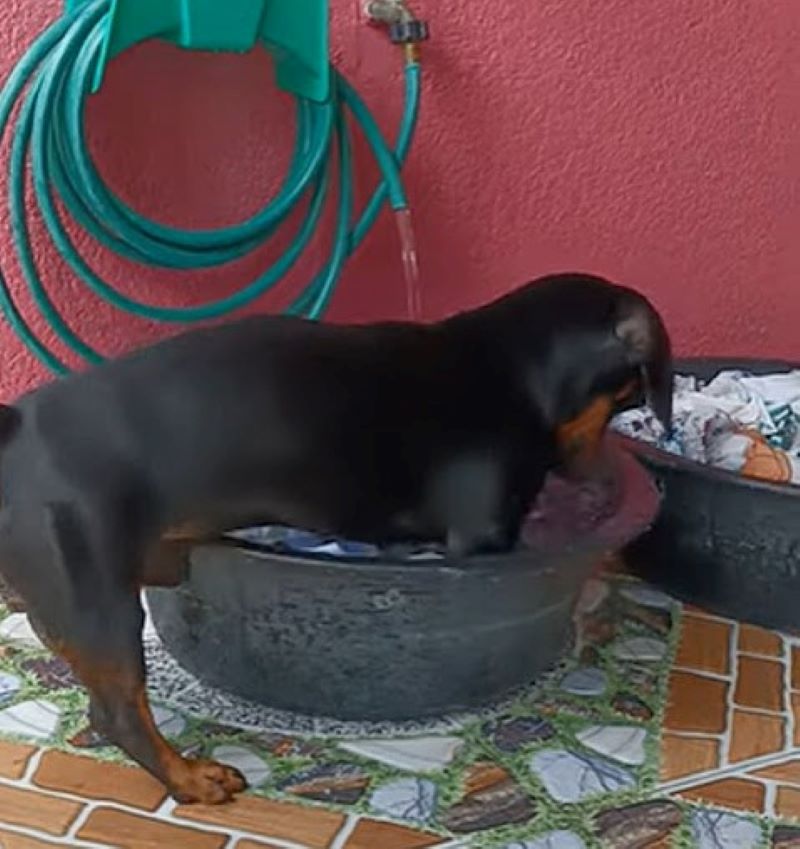 Un chien est surpris en train de laver des vêtements avec ses pattes dans une baignoire ; vidéo