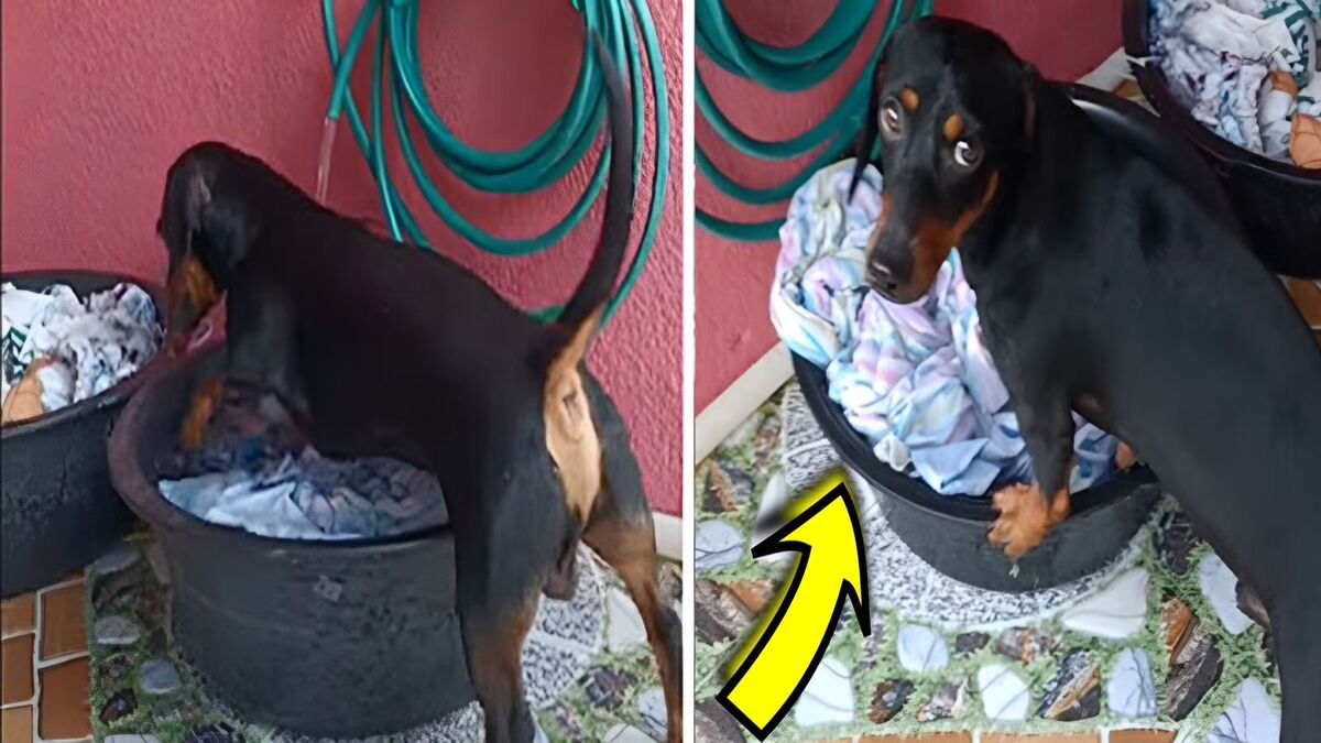 Un chien est surpris en train de laver des vêtements avec ses pattes dans une baignoire ; vidéo