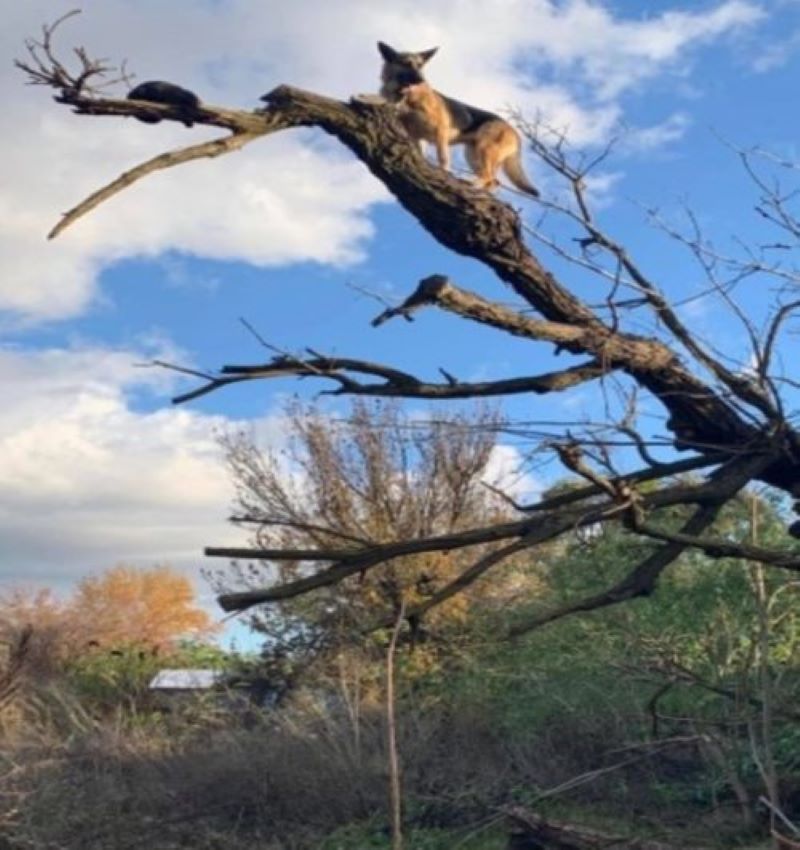 Un chien poursuit un chat jusqu'en haut d'un arbre, il va vite le regretter