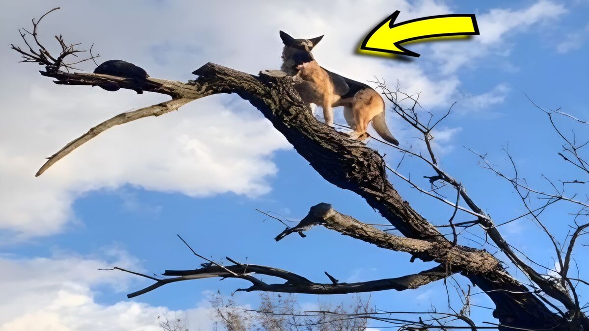 Un chien poursuit un chat jusqu'en haut d'un arbre, il va vite le regretter