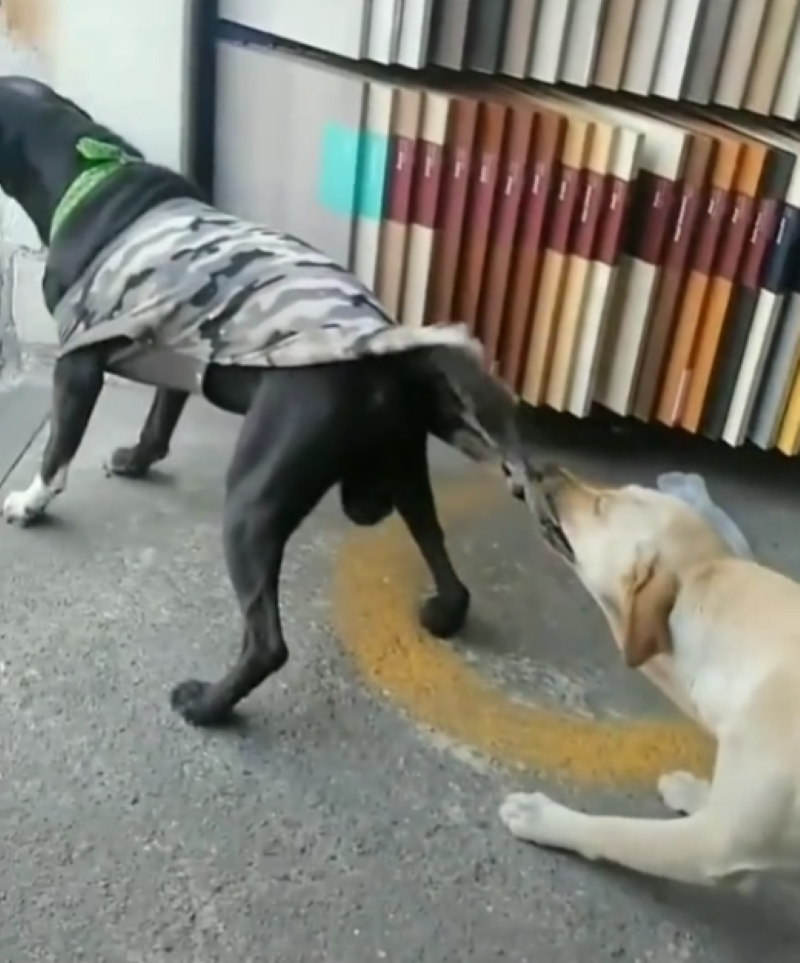 Un chien tire le vêtement de son ami pour éviter une dispute avec un autre chien, vidéo