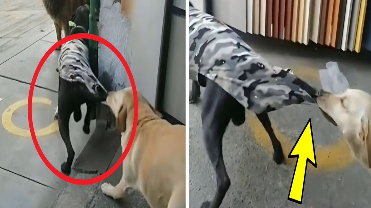 Un chien tire le vêtement de son ami pour éviter une dispute avec un autre chien, vidéo