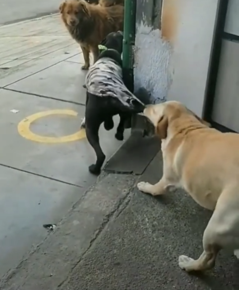 Un chien tire le vêtement de son ami pour éviter une dispute avec un autre chien, vidéo