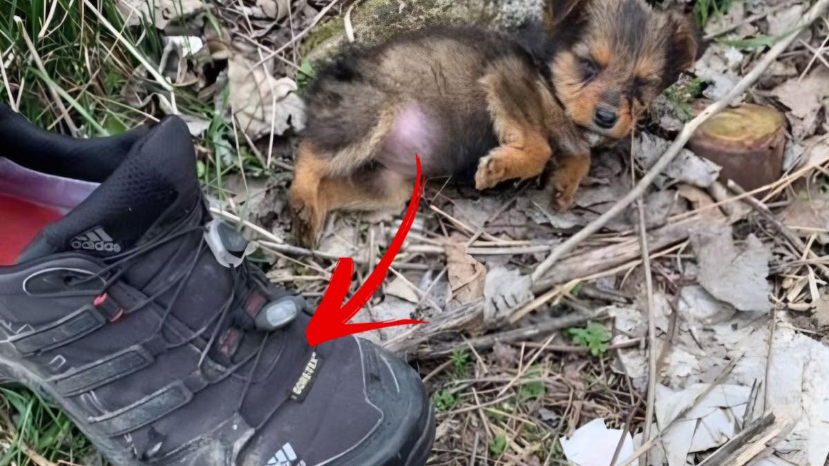 Un chiot errant découvert dans une vieille chaussure, sa vie va basculer grâce à cet homme