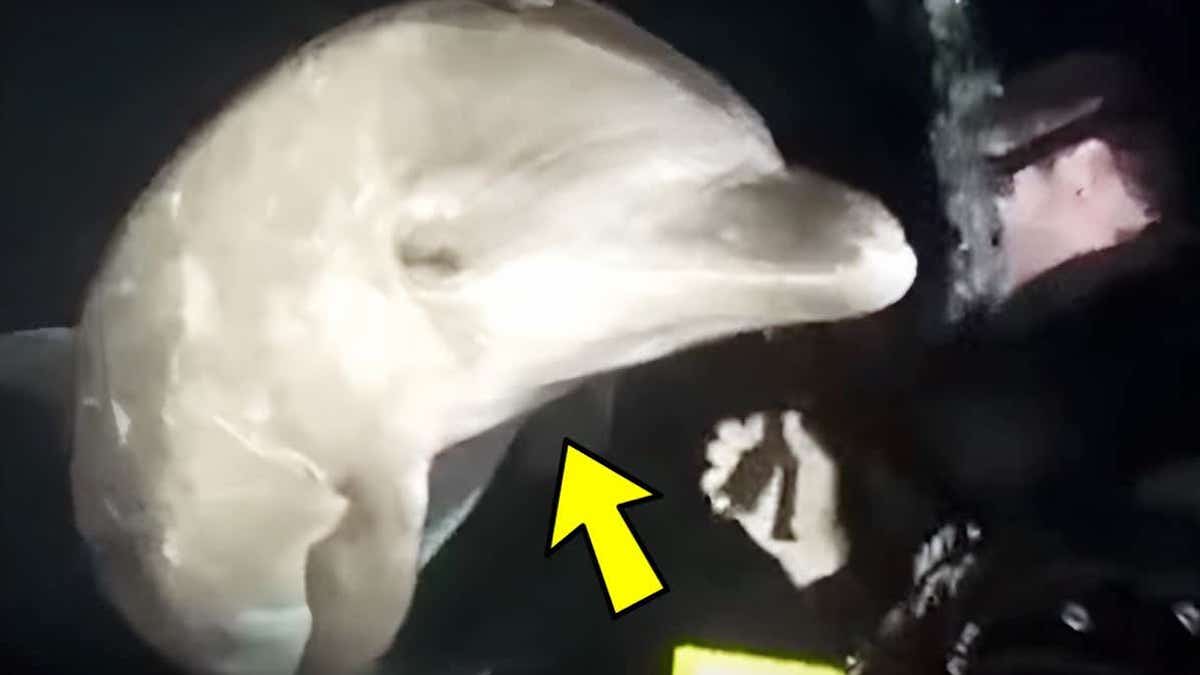 Un dauphin blessé demande de l’aide à un plongeur, un moment unique et poignant !