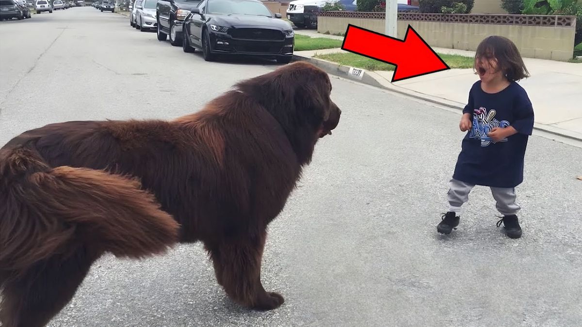Un enfant croise un chien dans la rue, personne ne s’attendait à ce qu’il va se passer