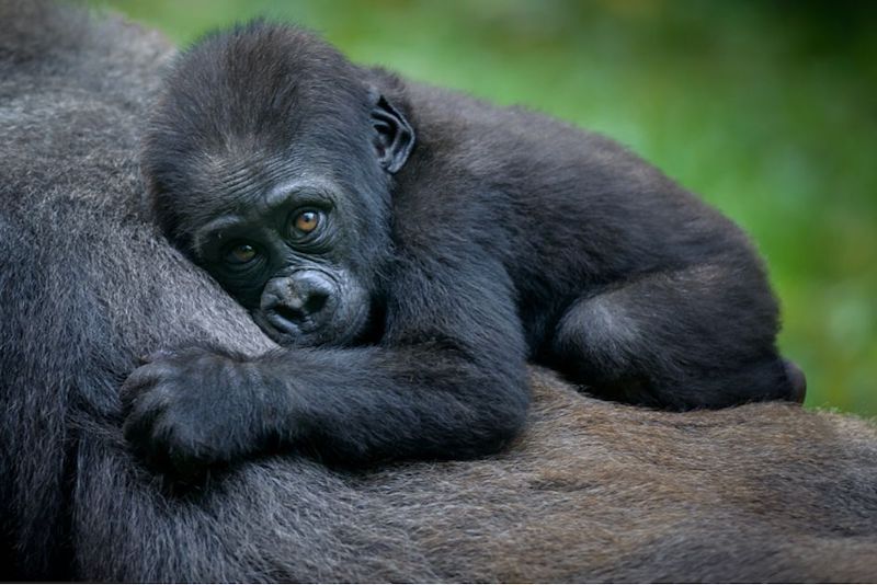 Un gorille refuse de laisser la gardienne de zoo seule, elle s’effondre quand elle découvre pourquoi