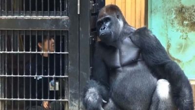 Un gorille refuse de laisser la gardienne de zoo seule, elle s’effondre quand elle découvre pourquoi
