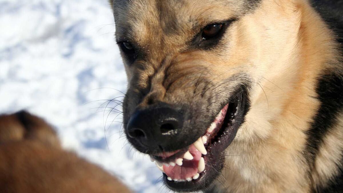 Un homme tente sa chance avec un chien sauvage effrayé, tout le monde reste sans voix